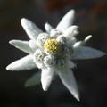 Edelweiss, par Rolande Bernard