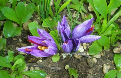 Déjà des fleurs !!!!!