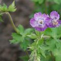 Geranium phaeum var. lividium