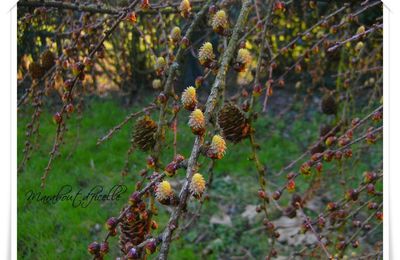 Fruits et légumes de saison : Mars