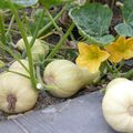 Butternut: ma première récolte