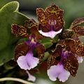 Oncidium lanceanum