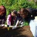 Plantation des pieds de fraisiers avant l'hiver