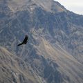 Canyon de Colca