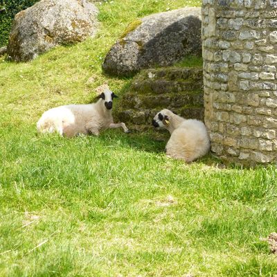 Mouton-Village à Vasles (76)
