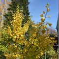 Ginkgo Biloba