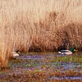 CANARD  COLVERT