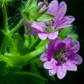 Petites fleurs.