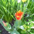 Mes rares tulipes