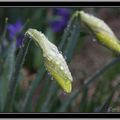 Tulipes, Narcisses et Jacinthes et les gouttelettes d'eau