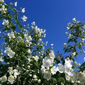 Fleurs du printemps et de l'été