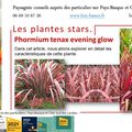 Phormium tenax Evening Glow par Paysagiste Pays Basque et Paysagiste Landes.