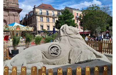 Les Cartes de Membre des Collectionneurs & Cartophiles du Territoire de Belfort