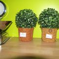 petits pots à plantes et fleurs