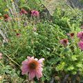 Les Jardins patagés des Champs Rouges