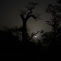 Nuit Africaine