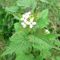 Brassicaceae