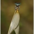 Agrion orangé d'Ardèche
