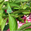 Le weigelia abrite un petit papillon vert