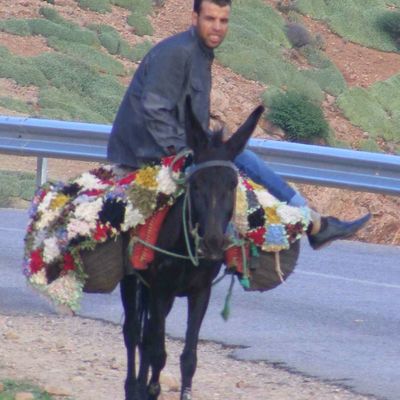 Tissu d'âneries: "L'ébobé, son bus et l'âne"