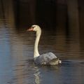 Camargue gardoise (7)