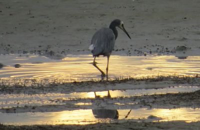 Arrivée remarquée à Auckland (et sous la pluie) ;