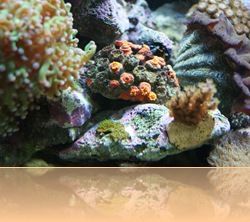 Mon tubastr&eacute;a