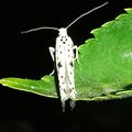 Le Petit Hyponomeute du fusain (Yponomeuta plumbella)