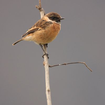 Comptage national des Oiseaux des Jardins le 24 et 25 mai 2025