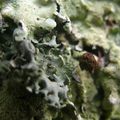 LiCHeNS