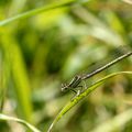 Agrion à larges pattes