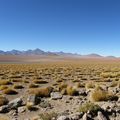 L'Altiplano à 4300m d'altitude.