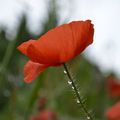 [dans le jardin] coquelicots délicats....