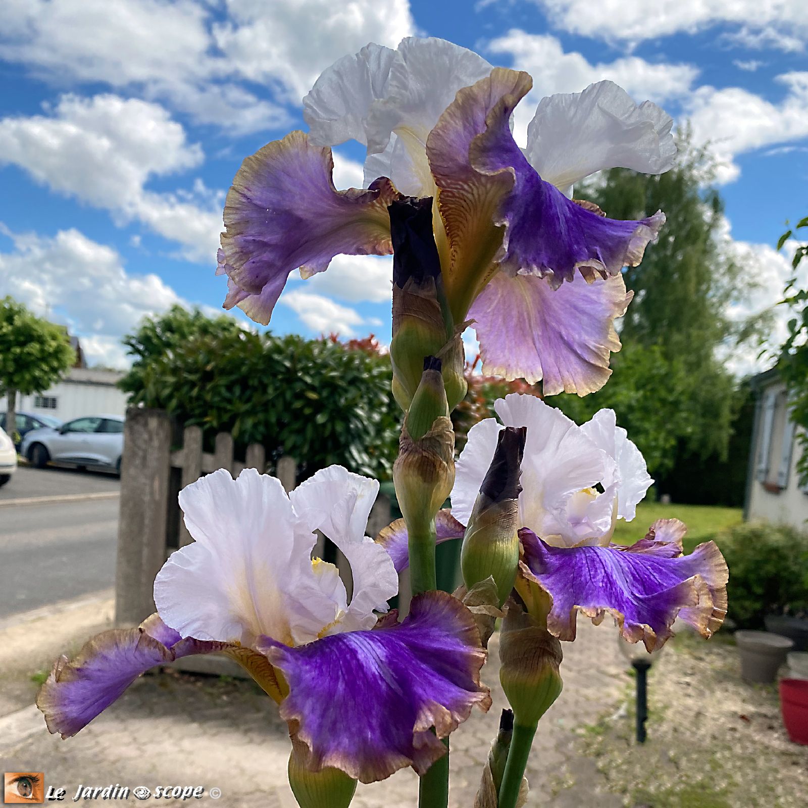 Iris Glitzy 