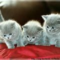 chatons