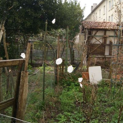 CERTAINS PETALES NE VEULENT PAS DISPARAITRE 