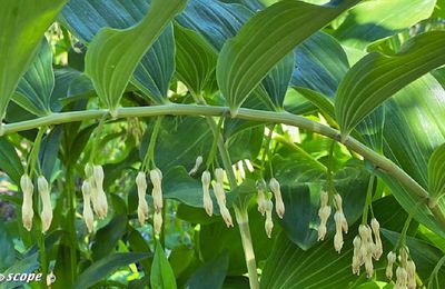 Le Sceau de Salomon pour les jardins d’ombre...