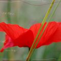 ..juste un p'tit coquelicot m'dame!!-Manola