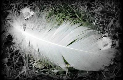 AGNES SCHNELL...Extrait