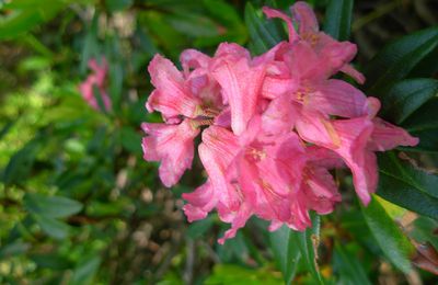 les fleurs protégées