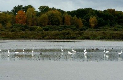 etang des Landes (23)