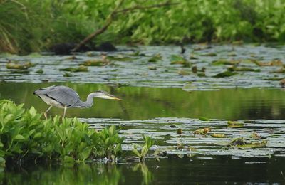 HERON CENDRE