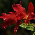 Sophrolaeliocattleya Jewel Box "Dark Water"