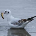 MOUETTE RIEUSE