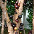 Jaboticaba