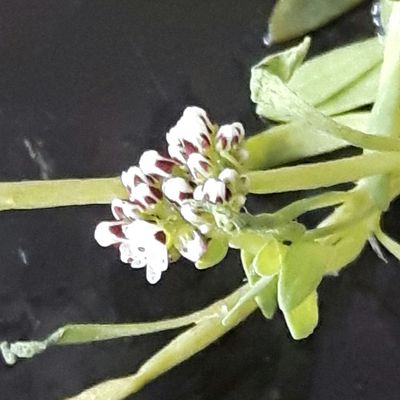 Corrigiola littoralis
