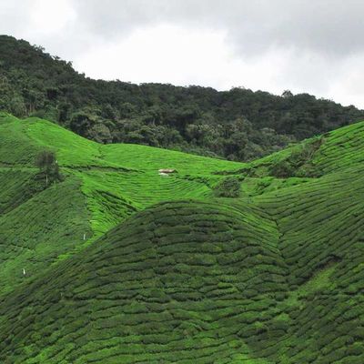 Cameron Highlands
