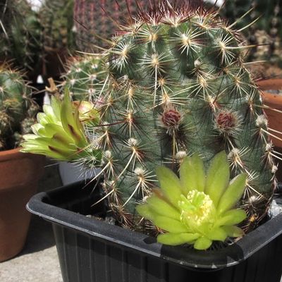 PRODIGIEUX CACTUS 2/2 : Sauvetage par bouturage