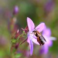 Dans le flou de Novembre , la campanule a fleuri et l'abeille butine