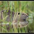 Ragondin - myocastor coypus